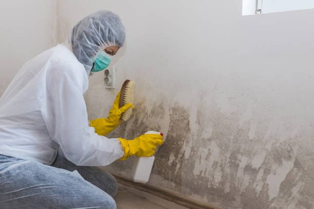 Best Emergency Mold Remediation  in Sacred Heart University, CT