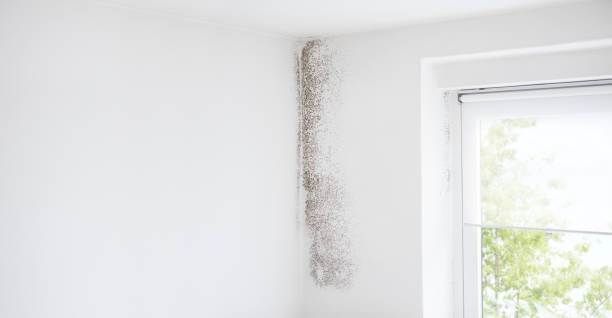 Best Forensic Mold Investigation  in Sacred Heart University, CT